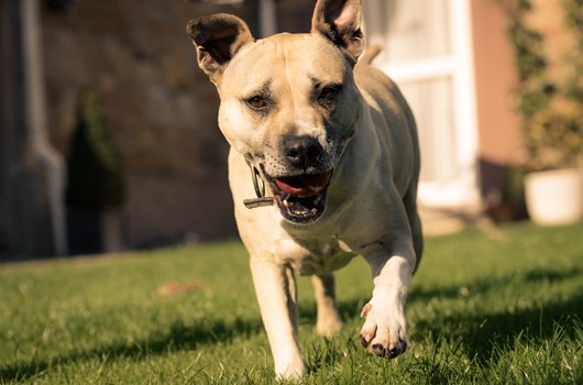 In loving memory of Winston