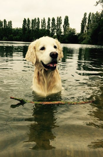 In loving memory of Toby