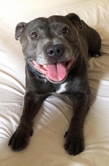 In loving memory of Ollie