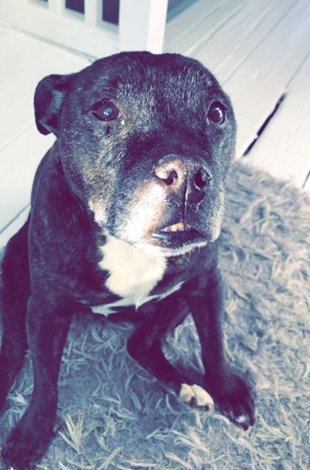 In loving memory of Bonnie