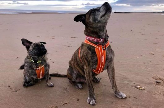 In loving memory of Barney