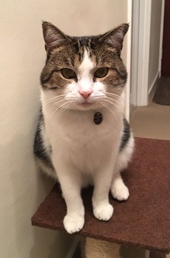 In loving memory of Stitch