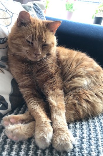 In loving memory of Lulu