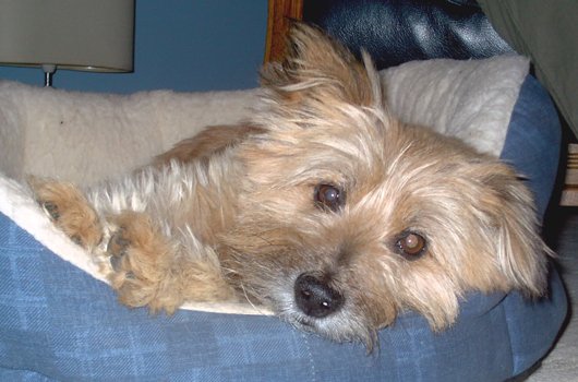 In loving memory of Benji