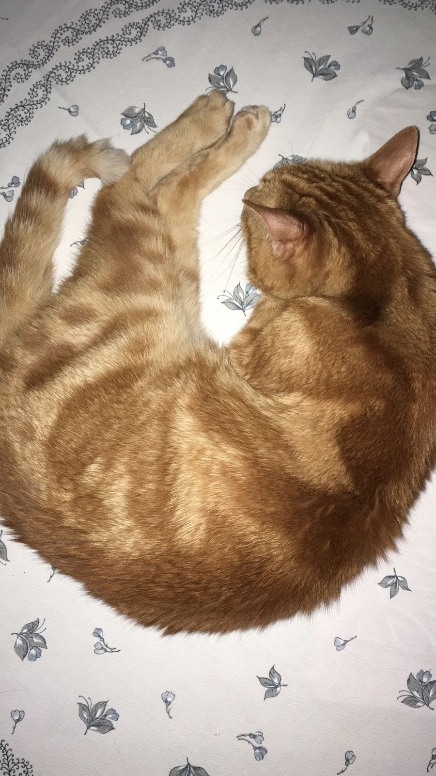 In loving memory of Titti