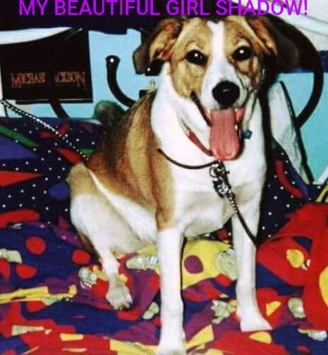 In loving memory of Shadow