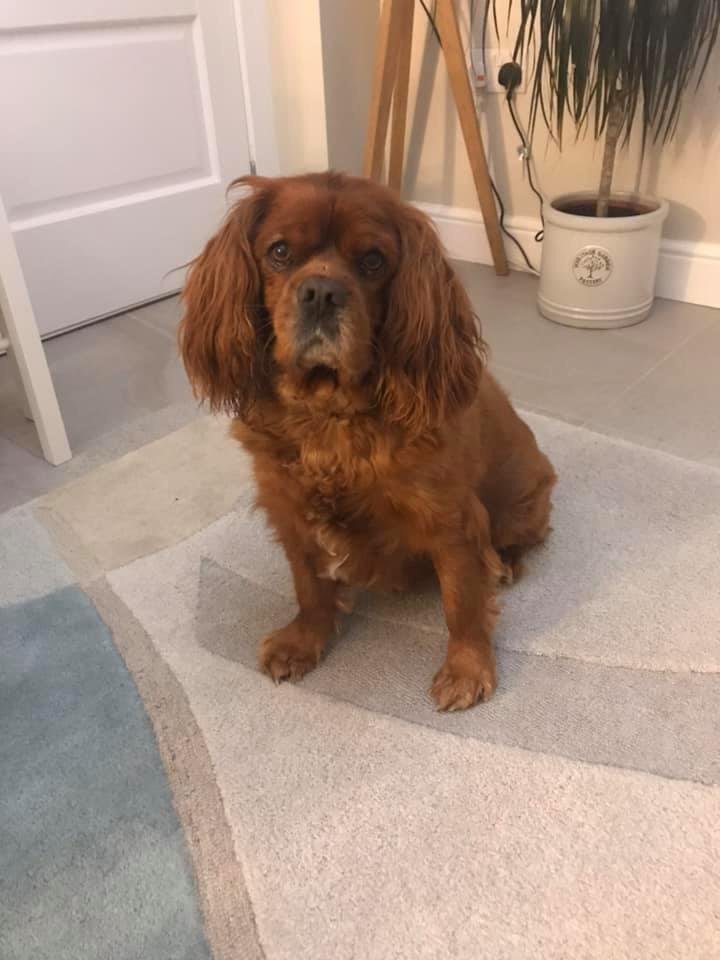 In Loving Memory of Oscar