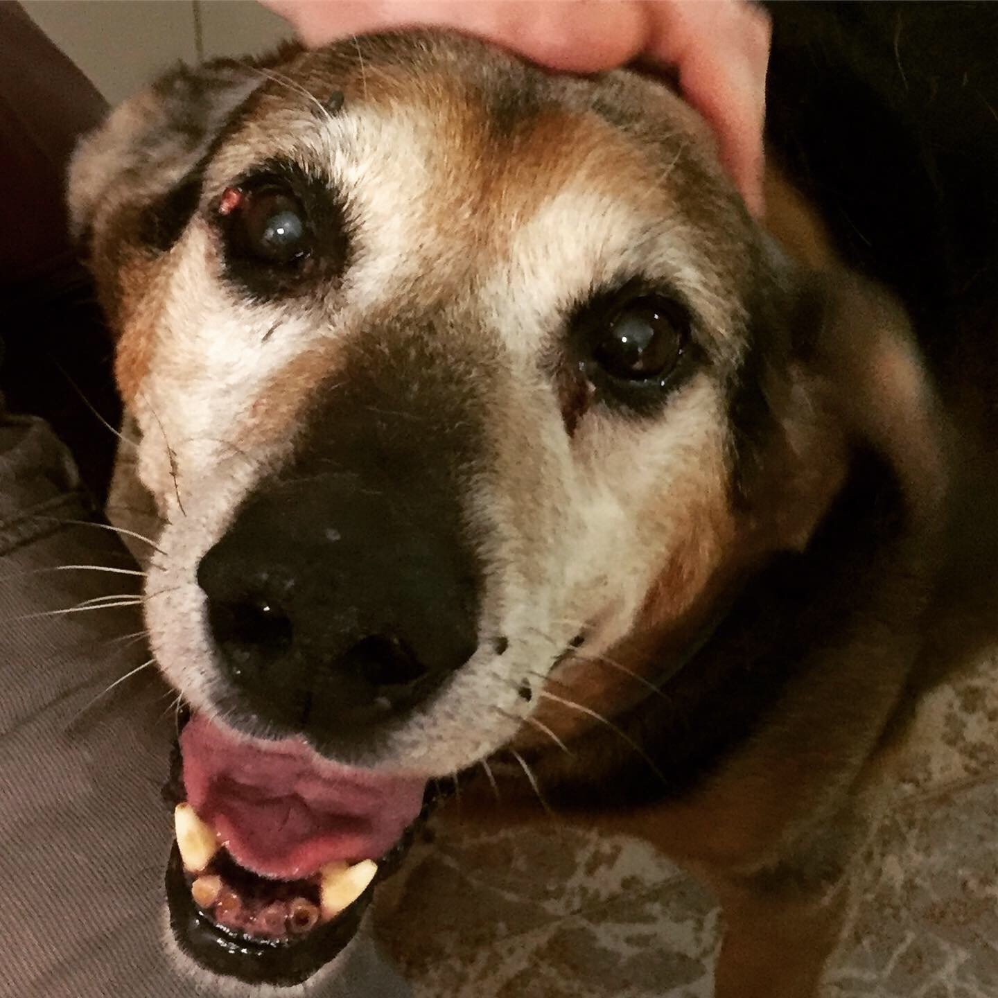 In loving memory of Nuno