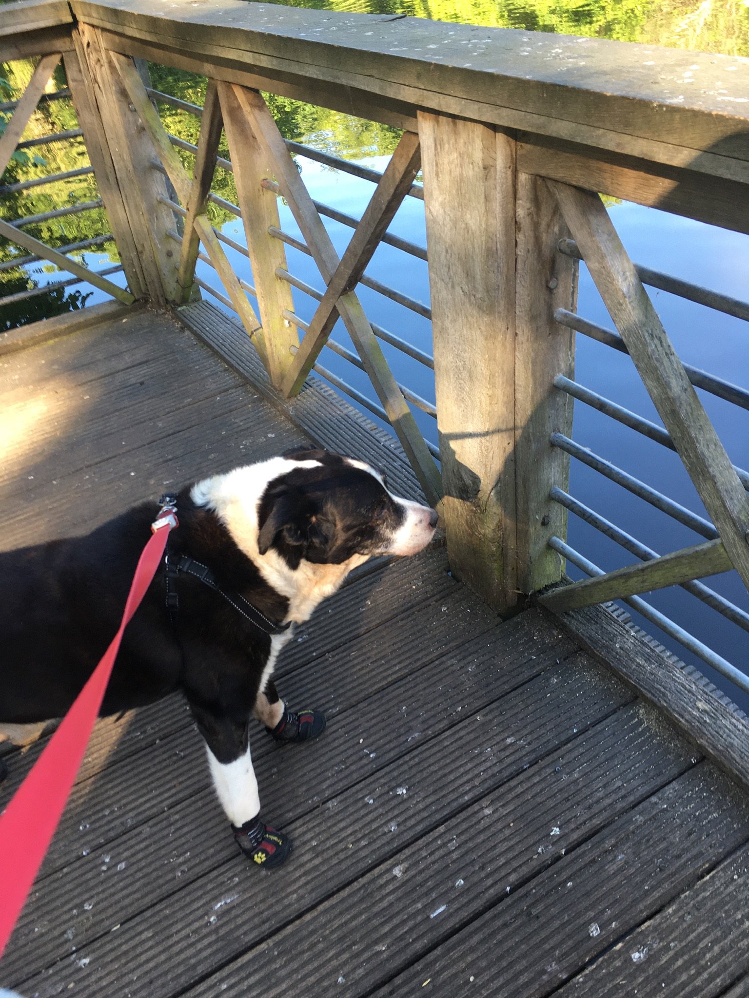 In loving memory of Stitch