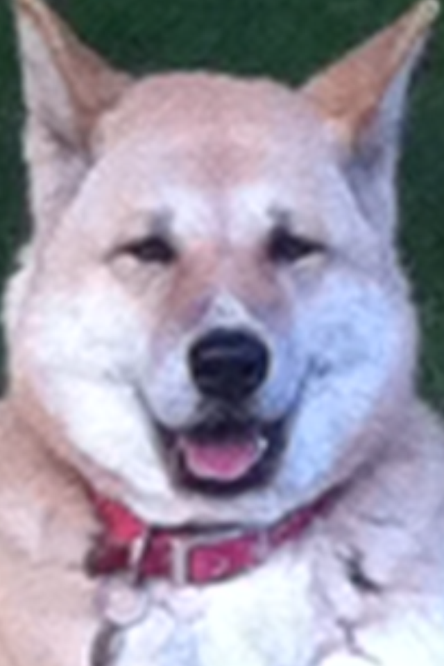 In loving memory of Skye