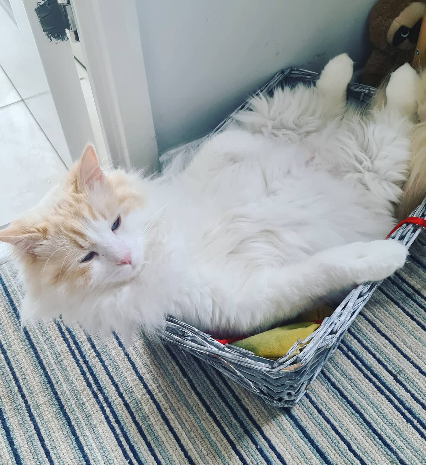 In loving memory of Phoenix