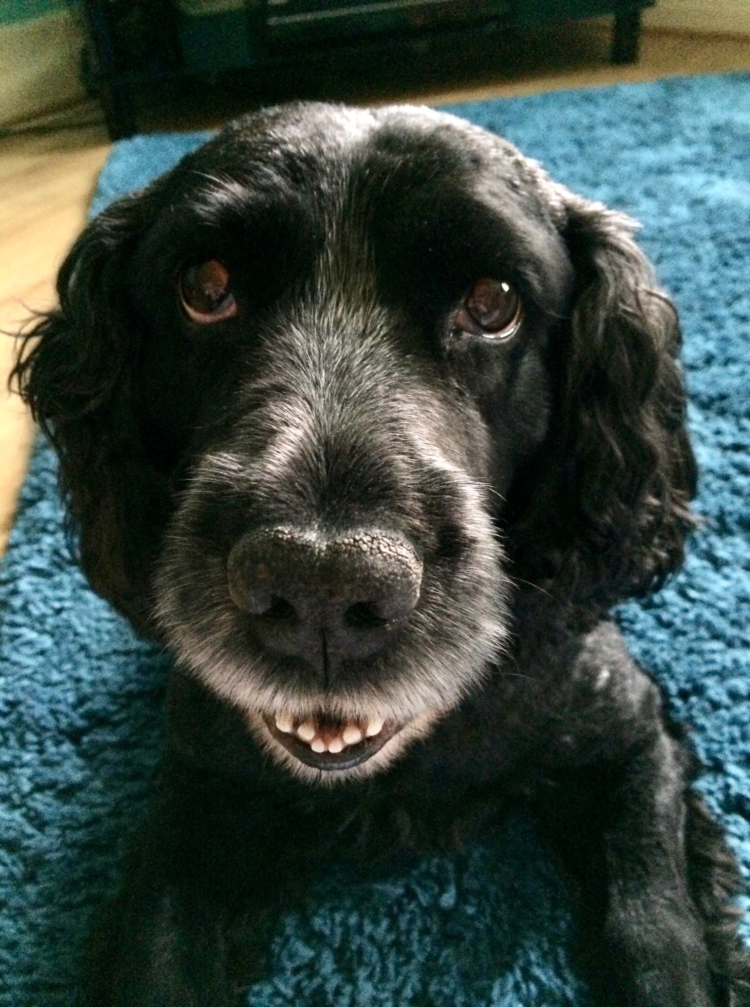 In loving memory of Oliver