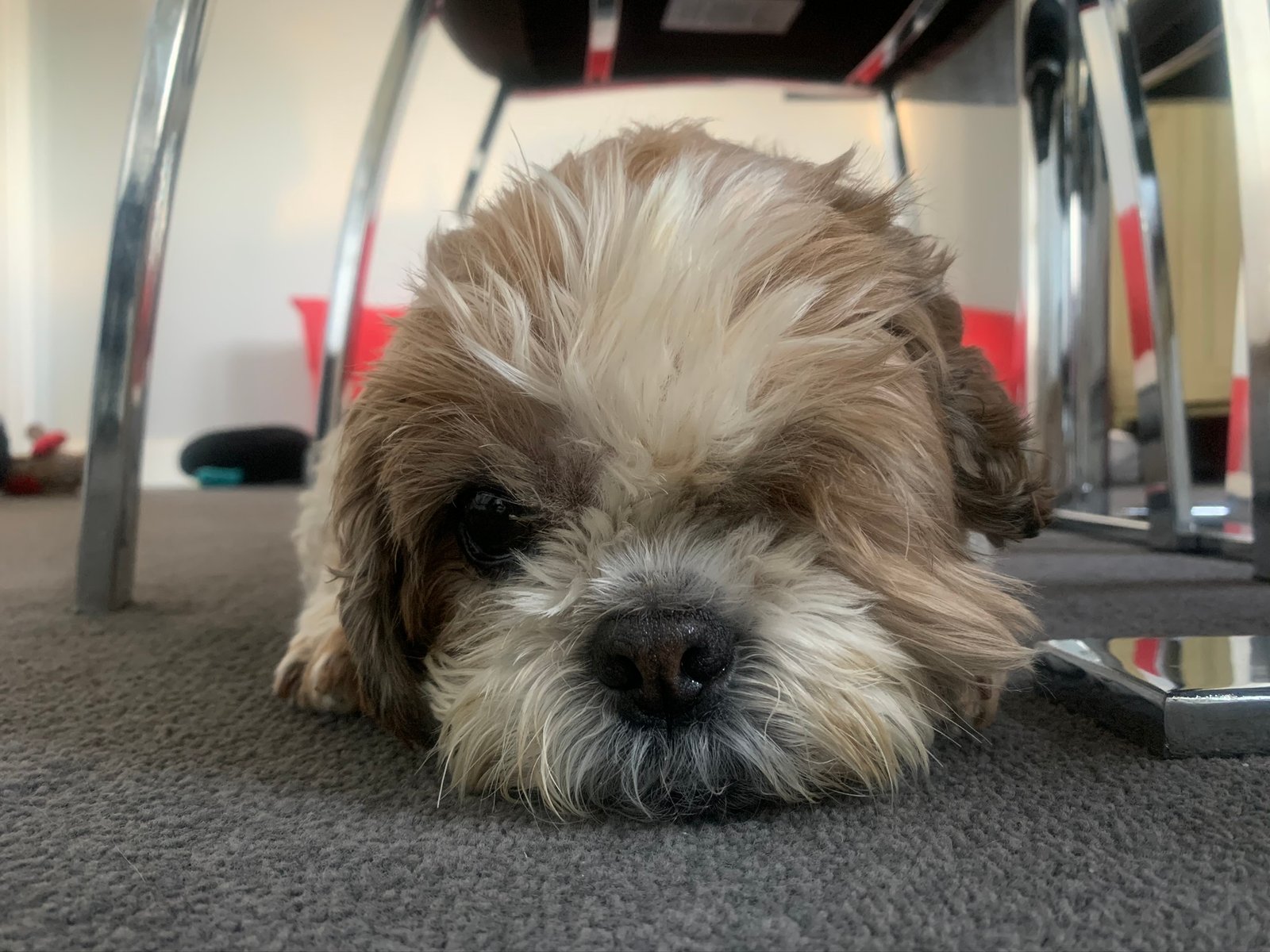 In loving memory of Buster