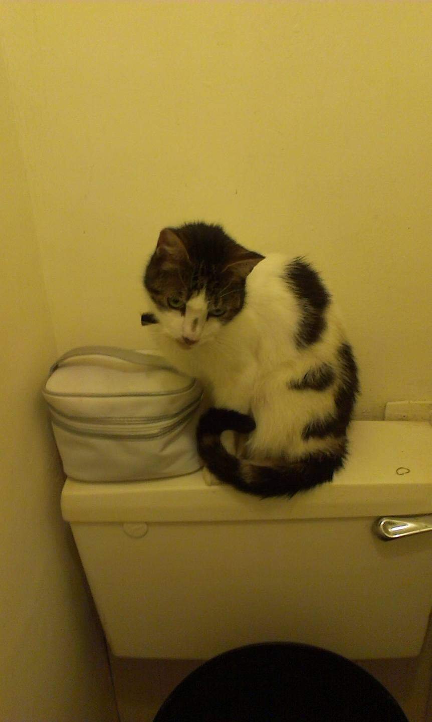 In loving memory of Piglet