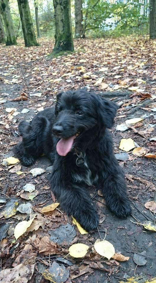 In loving memory of Jessie James The Outlaw