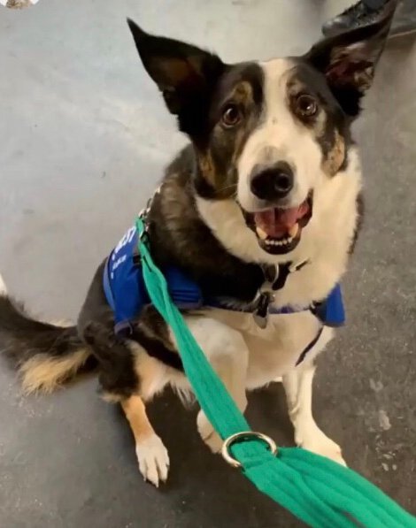 In loving memory of Dylan