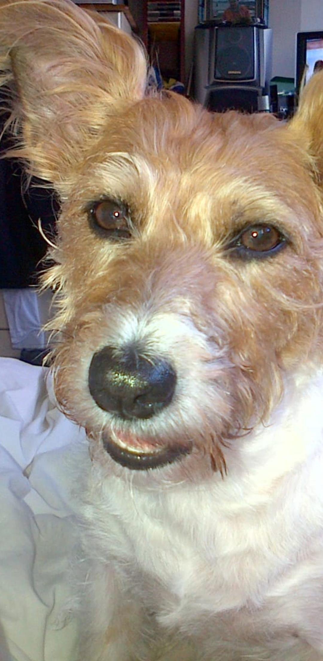 In loving memory of Milly