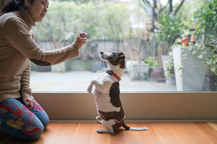 A Jack Russell begs for a treat while a woman holds out a dried banana chip