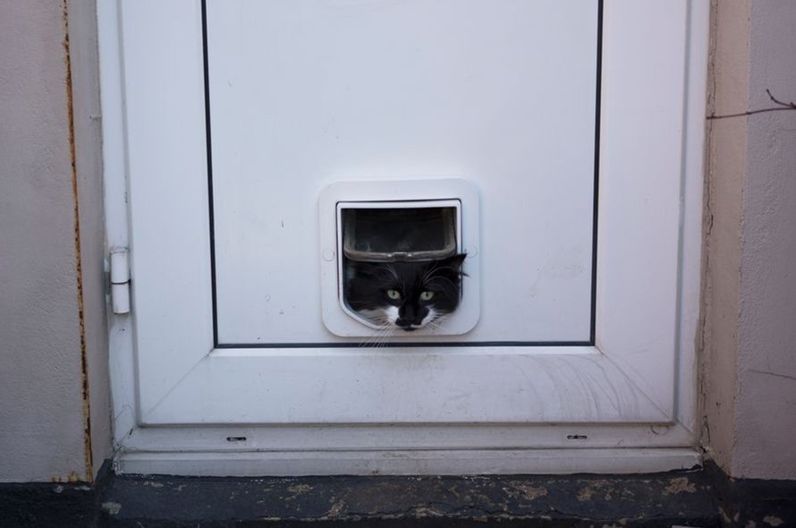 A black and white cat pokes it's head out of a cat flap