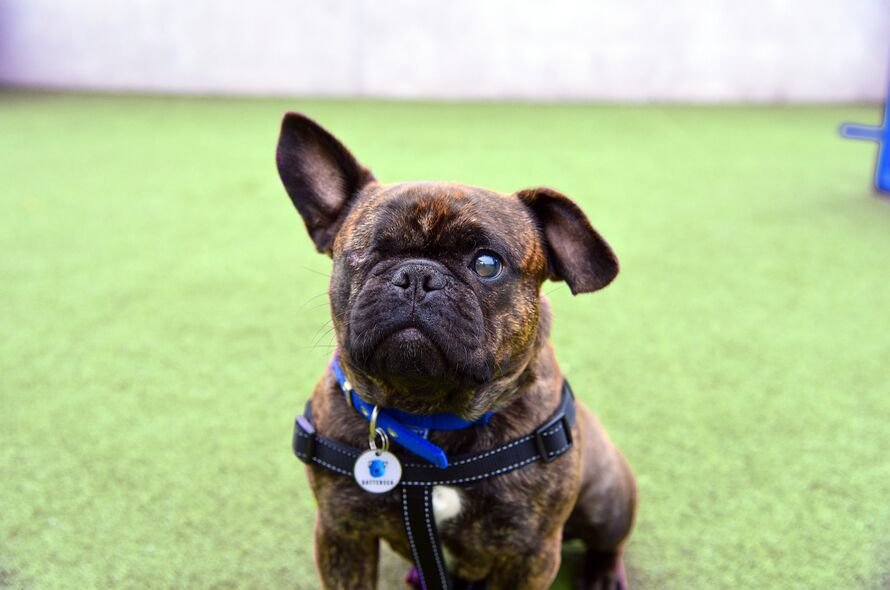 A brown French bulldog with one eye