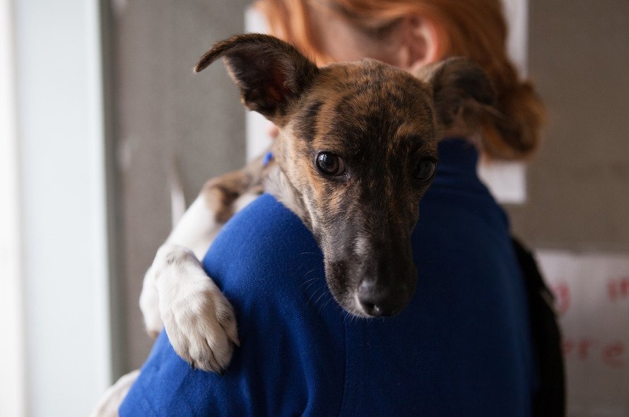 Brown dog being held