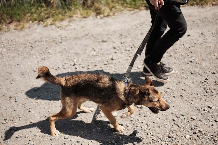 A brown dog walking with a lead