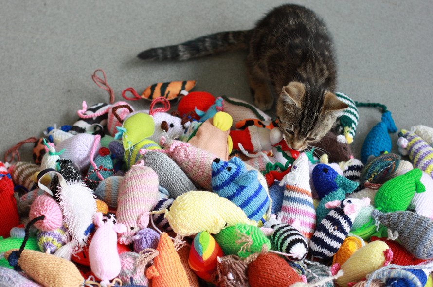 A cat sits in front of a big pile of woolly mouse toys