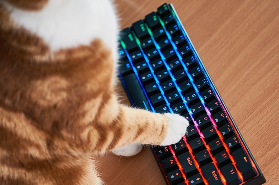 A cats paw on a keyboard