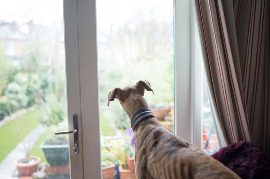 A dog sits on the living room couch looking out of the window at the garden