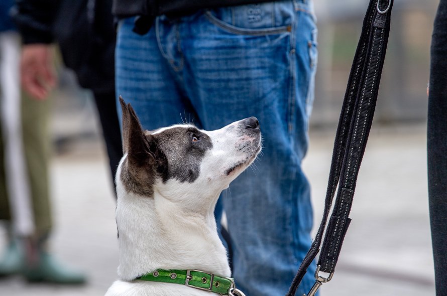 A dog sitting down looking up