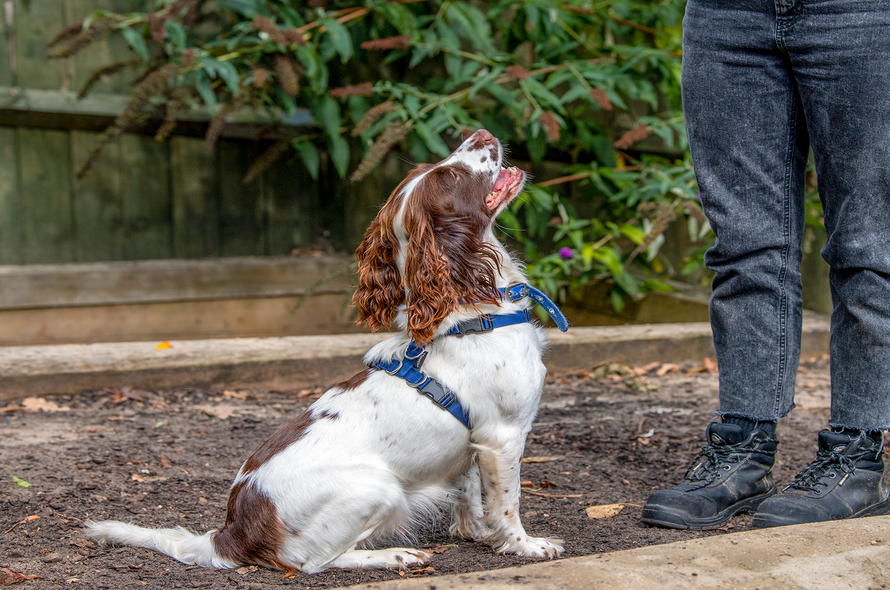 A dog sitting on the ground looking up at a person