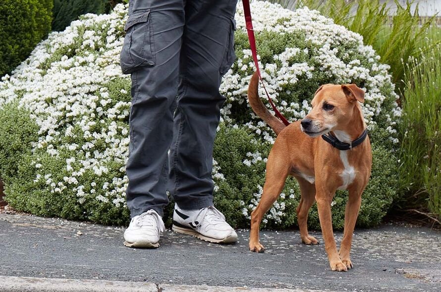 A dog standing being walked on a lead