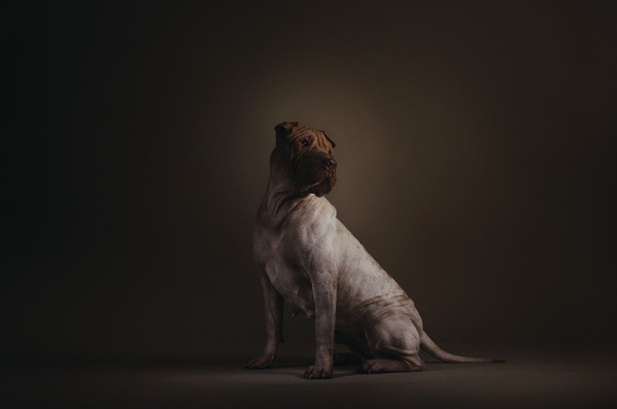 A dog standing in front of a dark background