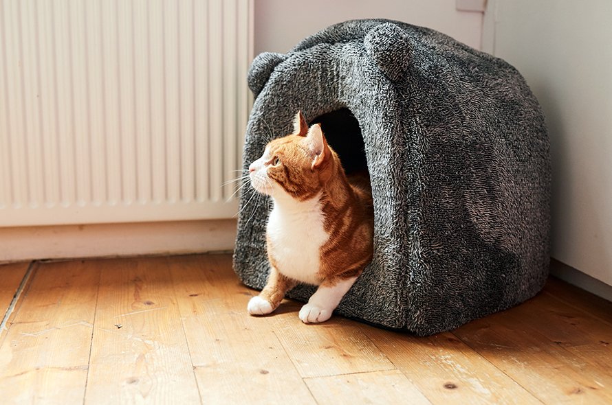 A ginger and white cat sitting in an igloo bed