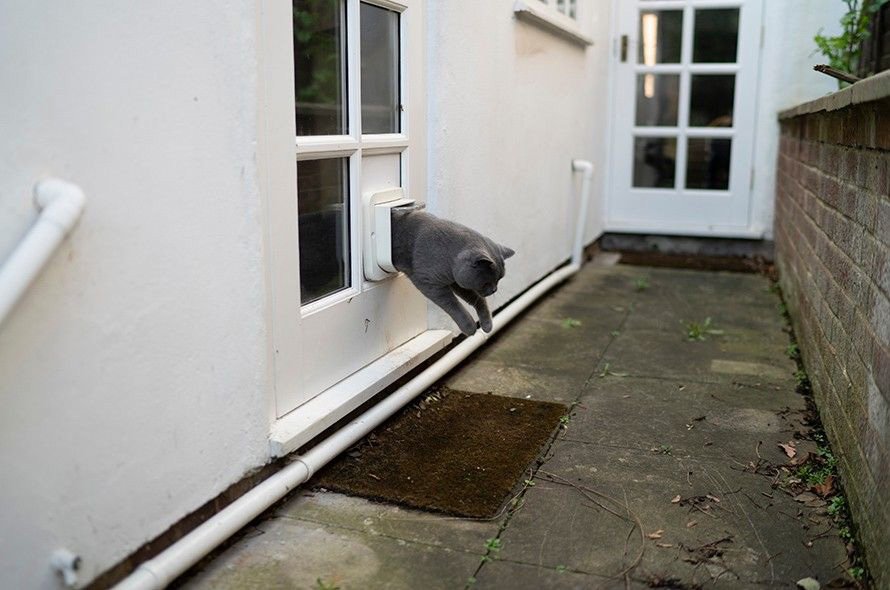 A grey cat jumping out of cat flap into garden