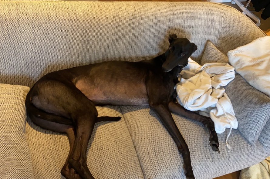 A greyhound laying down on a sofa