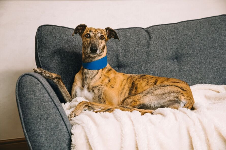 A greyhound laying on a couch