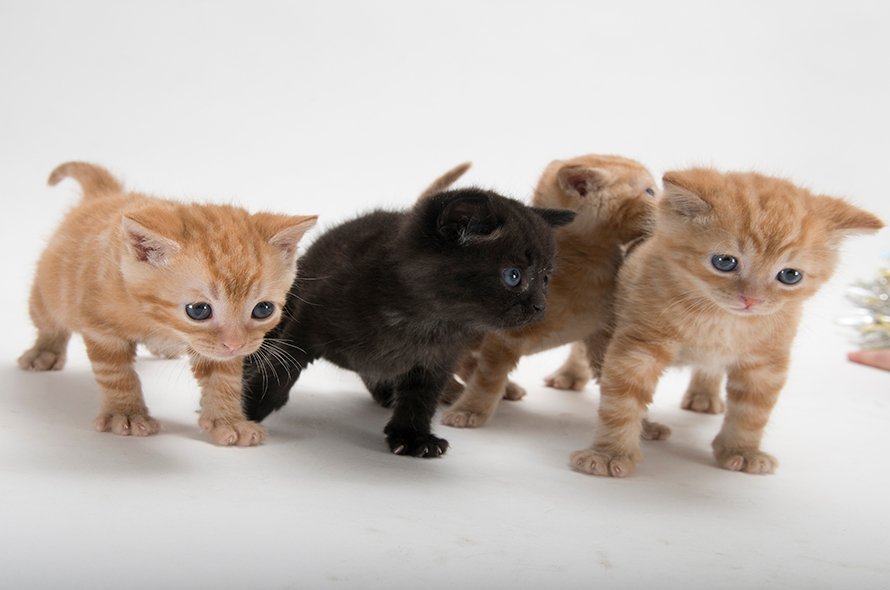 Group of ginger and black kittens