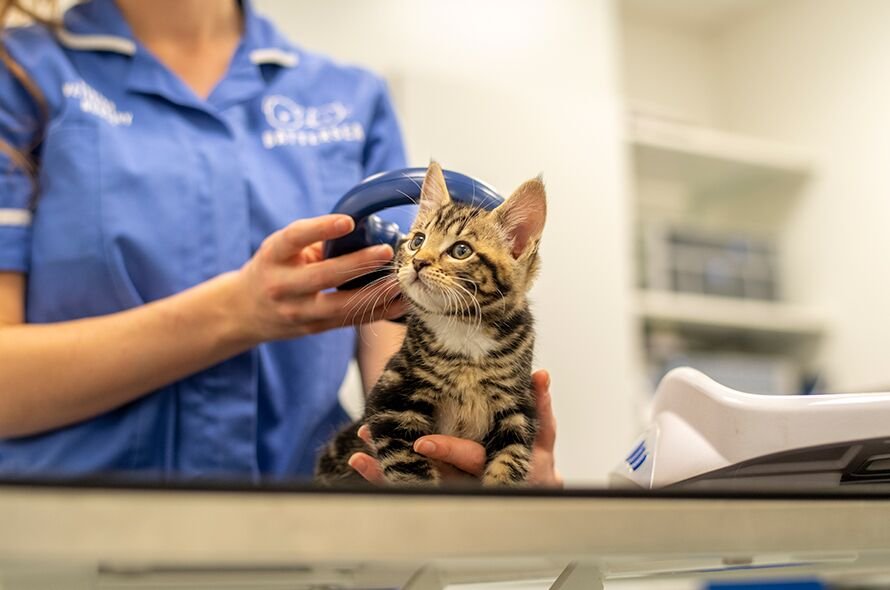 A kitten having their microchip scanned by a Battersea vet nurse