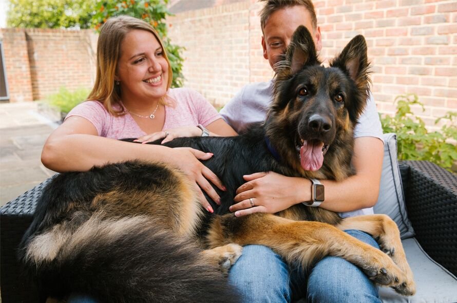 A large dog laying over the laps of two people