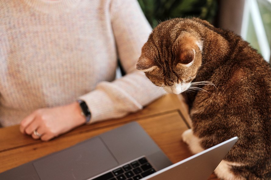 A person and a cat looking at a laptop screen