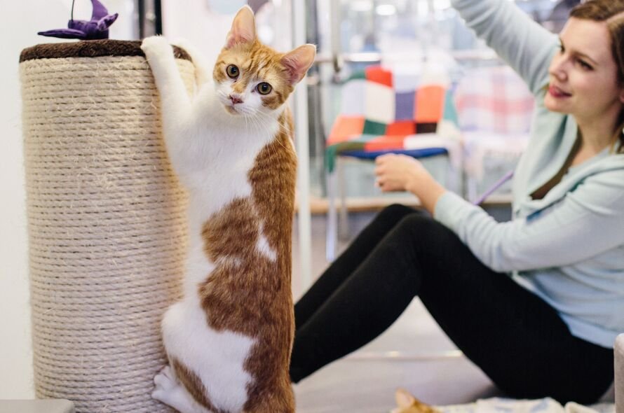 Ginger and cream cat climbs up a scratching post, chasing after a toy dangled by a Battersea volunteer