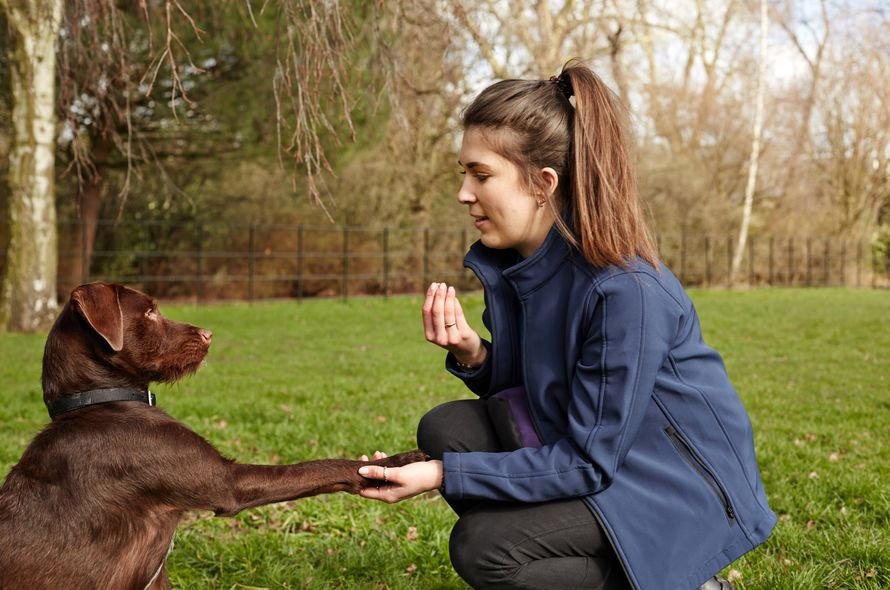 Battersea staff member holding dog's paw