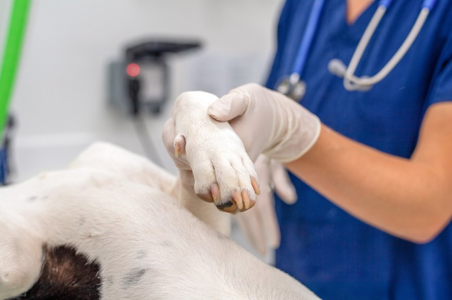 Vet nurse holding a dogs paw