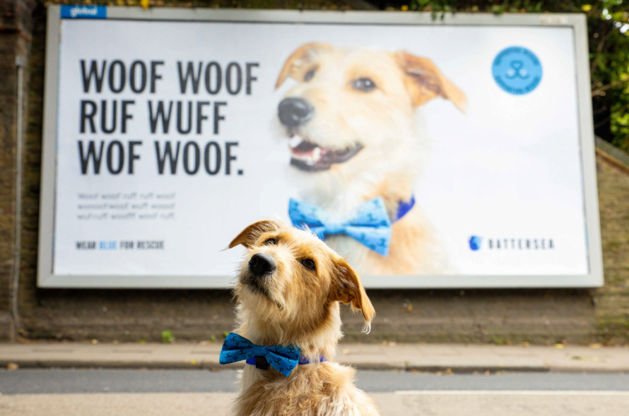 Battersea lurcher Rory sitting in front of billboard