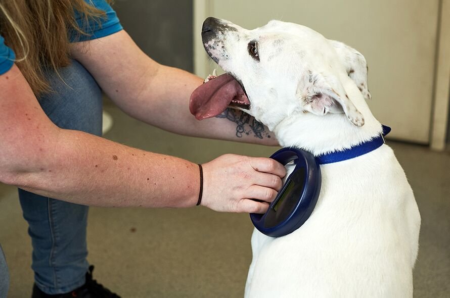 Battersea staff member scanning a white staffy for a microchip