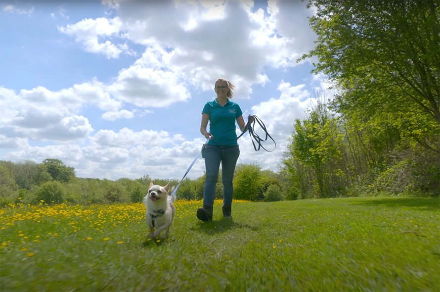Battersea staff member walking a chihuahua on a long-line lead in a grassy meadow