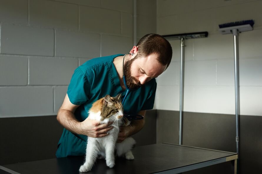 Battersea vet examining a cat on a table