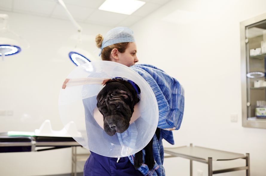 Battersea vet nurse carrying a dog in theatre