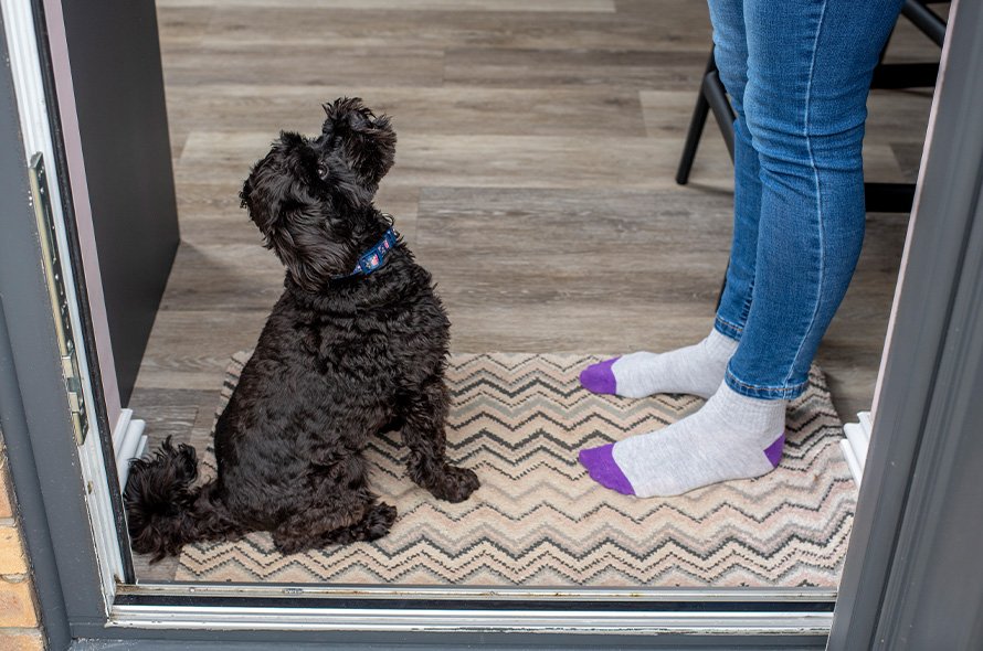 Black Cockapoo sat on door mat